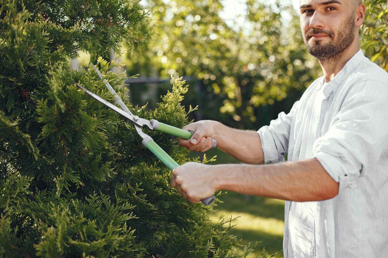 The Steps Involved in Our Tree Care Process in Zapata, TX